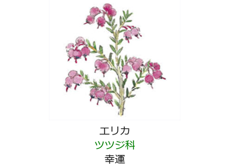 1月24日 誕生日の花と花言葉 エリカ 元気シニアの呑気日記