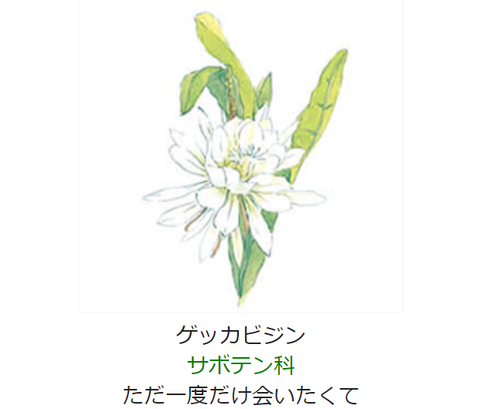 元気シニアの呑気日記 9月29日 誕生日の花と花言葉 ゲッカビジン