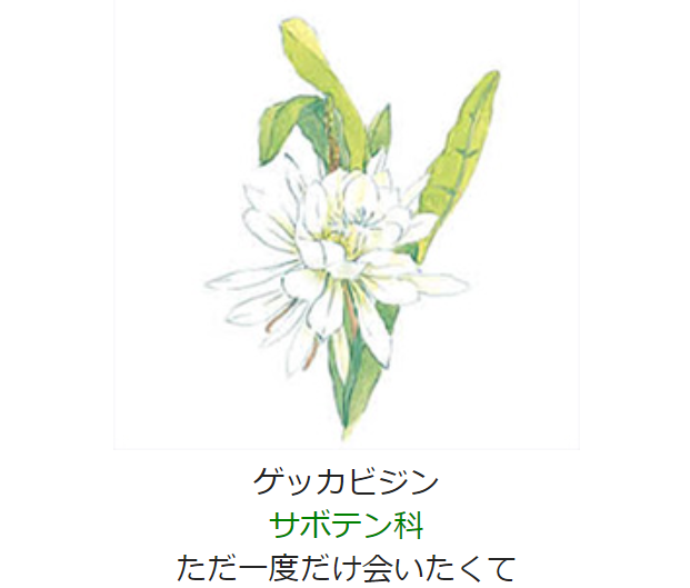 元気シニアの呑気日記 9月29日 誕生日の花と花言葉 ゲッカビジン