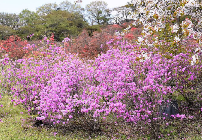 元気シニアの呑気日記 3月23日 誕生日の花と花言葉 ミツバツツジ 元気シニアの呑気日記 3月23日 誕生日の花と花言葉 ミツバツツジ