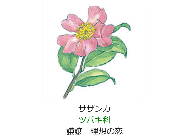 12月4日の誕生日の花と花言葉 サザンカ 元気シニアの呑気日記 12月4日の誕生日の花と花言葉 サザンカ 元気シニアの呑気日記