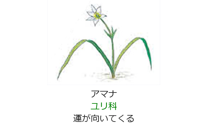 元気シニアの呑気日記 3月31日 誕生日の花と花言葉 アマナ