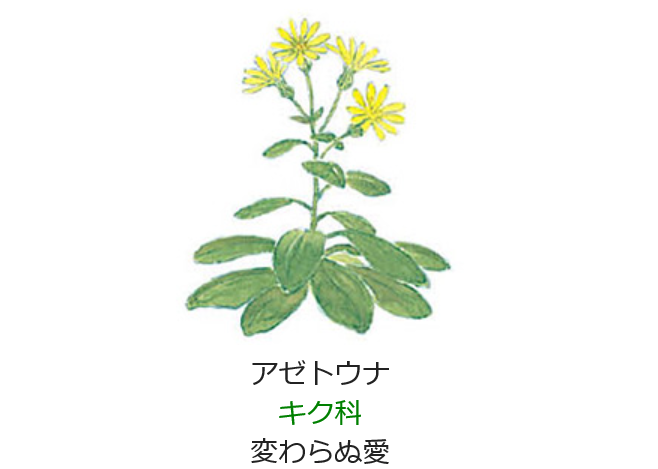 11月27日の誕生日の花と花言葉 アゼトウナ 元気シニアの呑気日記
