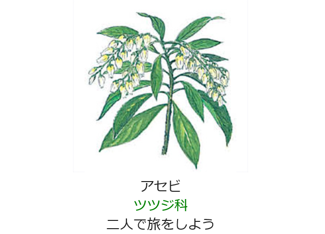 2月12日 誕生日の花と花言葉 アセビ 元気シニアの呑気日記 2月12日 誕生日の花と花言葉 アセビ 元気シニアの呑気日記