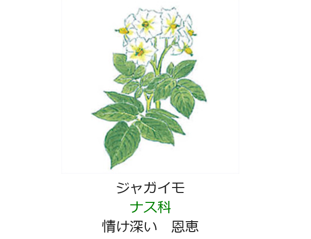 5月17日 誕生日の花と花言葉 ジャガイモ 元気シニアの呑気日記 5月17日 誕生日の花と花言葉 ジャガイモ 元気シニアの呑気日記
