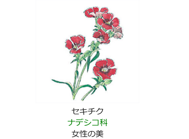 5月21日 誕生日の花と花言葉 セキチク 元気シニアの呑気日記 5月21日 誕生日の花と花言葉 セキチク 元気シニアの呑気日記