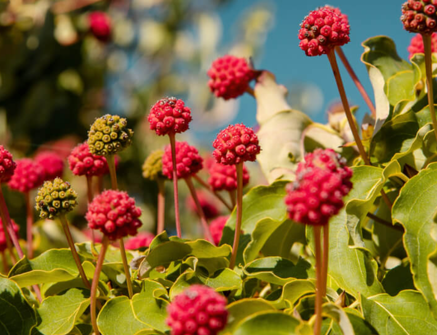 6月12日 誕生日の花と花言葉 ヤマボウシ 元気シニアの呑気日記