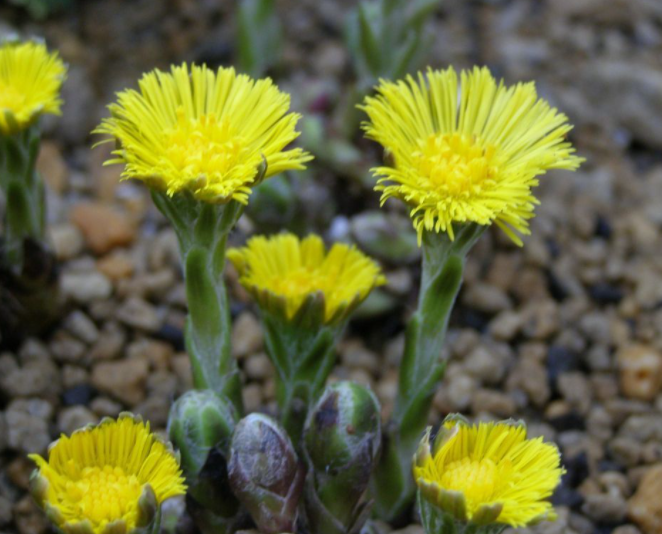 2月4日 誕生日の花と花言葉 フキタンポポ 元気シニアの呑気日記