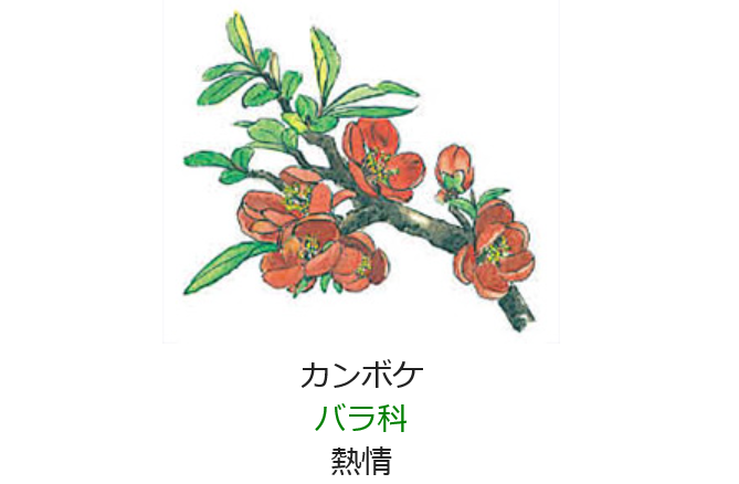 2月9日 誕生日の花と花言葉 カンボケ 元気シニアの呑気日記 2月9日 誕生日の花と花言葉 カンボケ 元気シニアの呑気日記