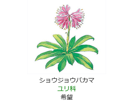 3月6日 誕生日の花と花言葉 ショウジョウバカマ 元気シニアの呑気日記