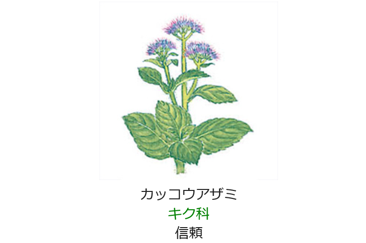 10月24日 今日の誕生日の花と花言葉 カッコウアザミ 元気シニアの呑気日記 10月24日 今日の誕生日の花と花言葉 カッコウアザミ 元気シニアの呑気日記