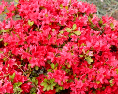 元気シニアの呑気日記