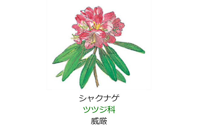5月6日 誕生日の花と花言葉 シャクナゲ 元気シニアの呑気日記 5月6日 誕生日の花と花言葉 シャクナゲ 元気シニアの呑気日記