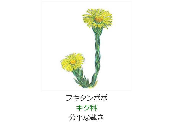 2月4日 誕生日の花と花言葉 フキタンポポ 元気シニアの呑気日記
