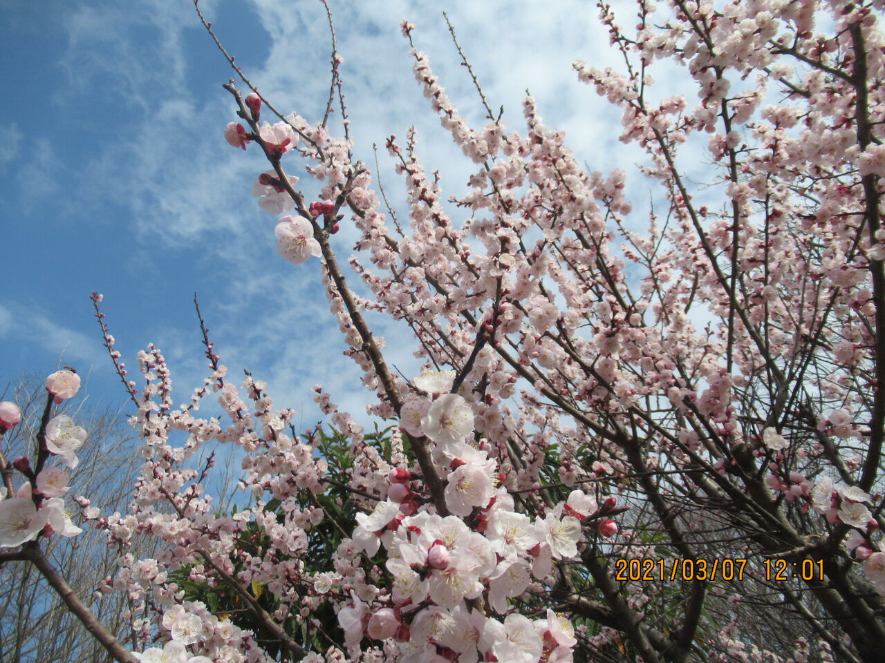 元気シニアの呑気日記 21年03月07日 元気シニアの呑気日記 21年03月07日