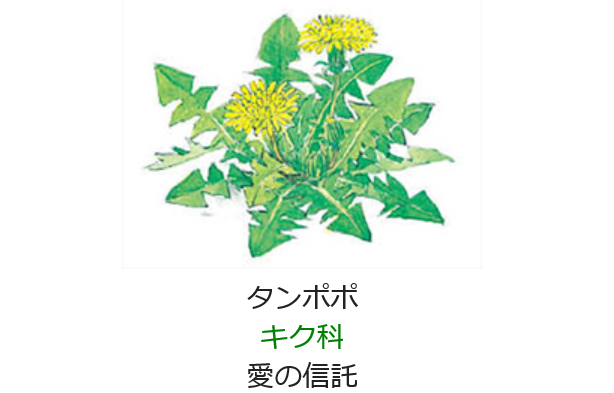 2月７日 誕生日の花と花言葉 タンポポ 元気シニアの呑気日記