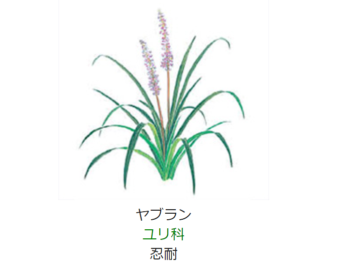元気シニアの呑気日記 9月日 誕生日の花と花言葉 ヤブラン