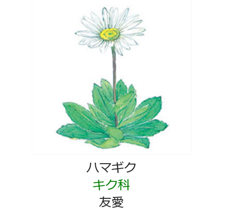 10月10日誕生日の花と花言葉 ハマギク 元気シニアの呑気日記 10月10日誕生日の花と花言葉 ハマギク 元気シニアの呑気日記