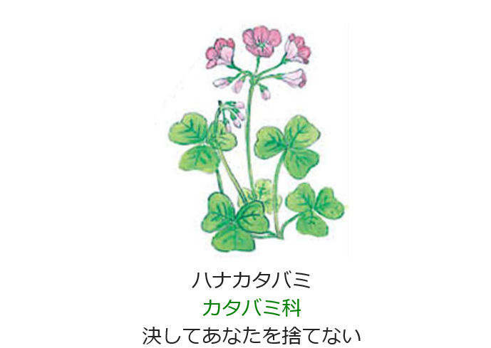 11月30日の誕生日の花と花言葉 ハナカタバミ 元気シニアの呑気日記 11月30日の誕生日の花と花言葉 ハナカタバミ 元気シニアの呑気日記
