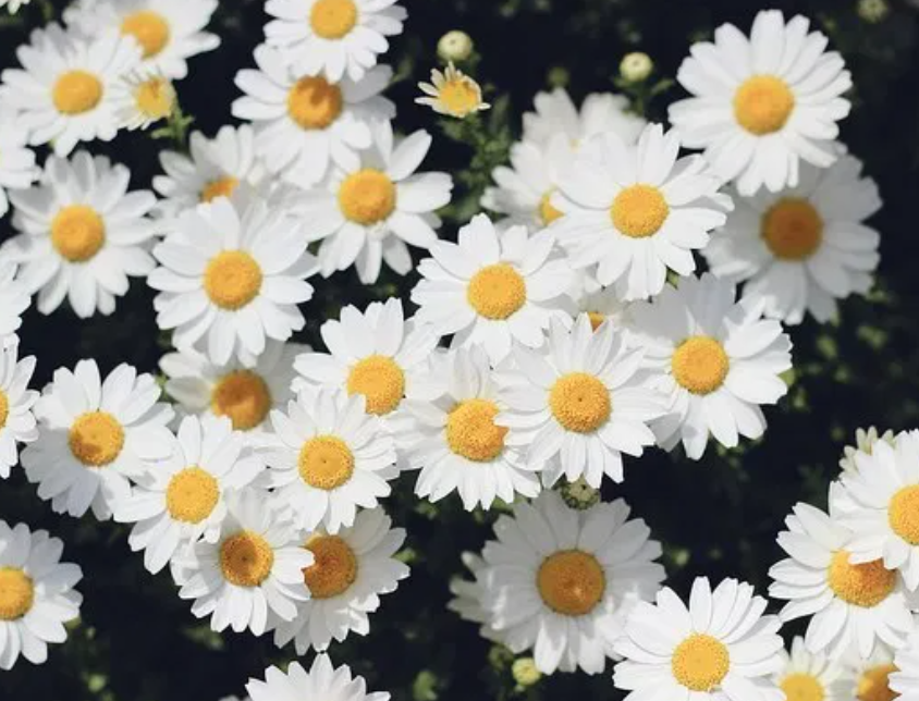 3月12日 誕生日の花と花言葉 デージー 元気シニアの呑気日記