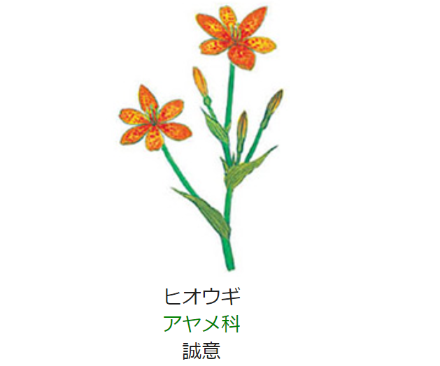 8月15日 誕生日の花と花言葉 ヒオウギ 元気シニアの呑気日記