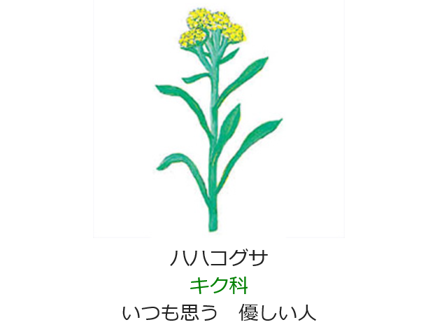 3月1日 誕生日の花と花言葉 ハハコグサ 元気シニアの呑気日記