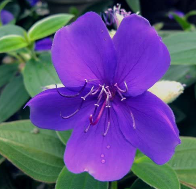 10月23日の誕生日の花と花言葉 シコンノボタン 元気シニアの呑気日記 10月23日の誕生日の花と花言葉 シコンノボタン 元気シニアの呑気日記