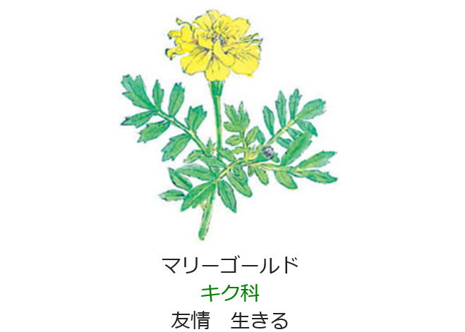 元気シニアの呑気日記 11月5日の誕生日の花と花言葉 マリーゴールド