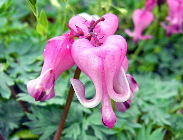 7月28日 誕生日の花と花言葉 コマクサ 元気シニアの呑気日記