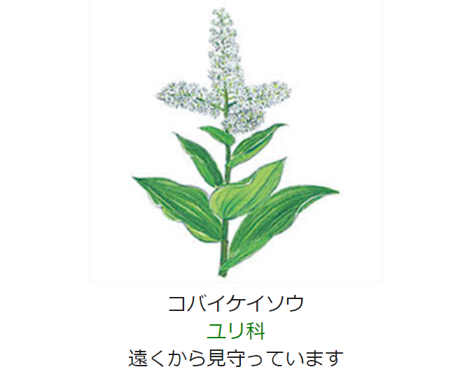 元気シニアの呑気日記 7月19日 誕生日の花と花言葉 コバイケイソウ