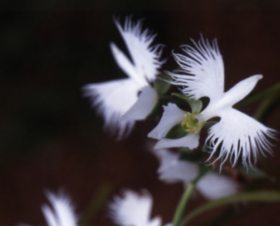 元気シニアの呑気日記 8月2日 誕生日の花と花言葉 サギソウ