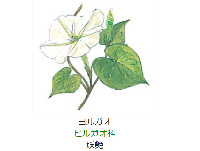 9月6日 誕生日の花と花言葉 ヨルガオ 元気シニアの呑気日記
