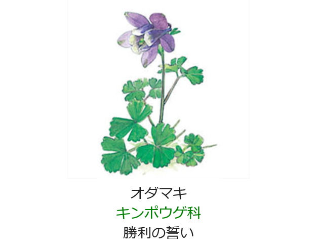 4月23日 誕生日の花と花言葉 オダマキ 元気シニアの呑気日記