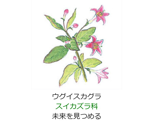 2月日 誕生日の花と花言葉 ウグイスカグラ 元気シニアの呑気日記