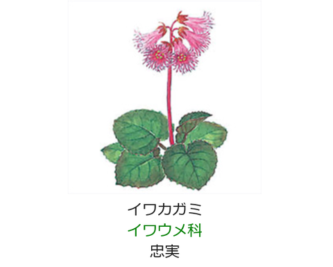元気シニアの呑気日記