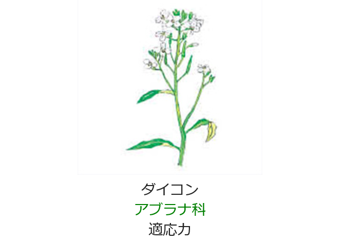 3月30日 誕生日の花と花言葉 ダイコン 元気シニアの呑気日記 3月30日 誕生日の花と花言葉 ダイコン 元気シニアの呑気日記