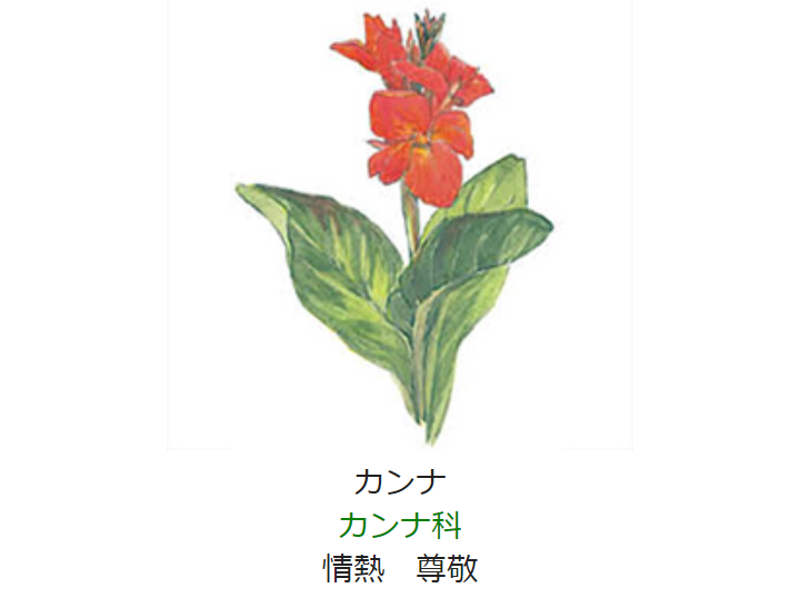 元気シニアの呑気日記 6月30日 誕生日の花と花言葉 カンナ