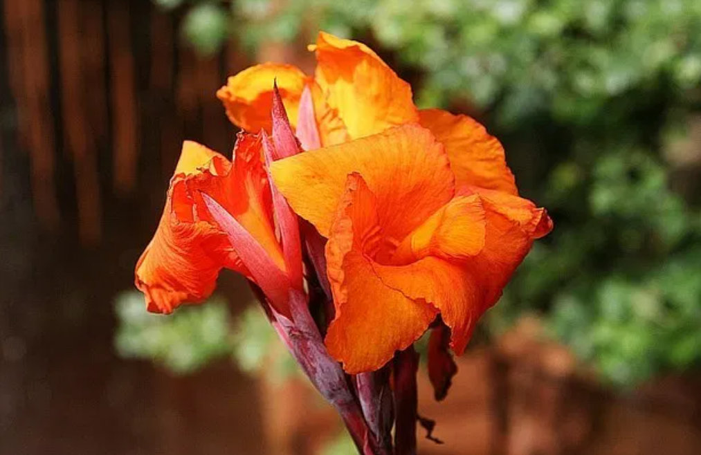 6月30日 誕生日の花と花言葉 カンナ 元気シニアの呑気日記