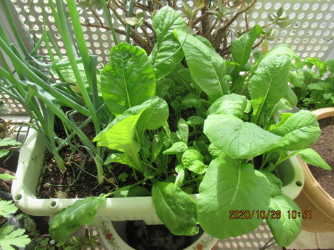 元気シニアの呑気日記 年10月