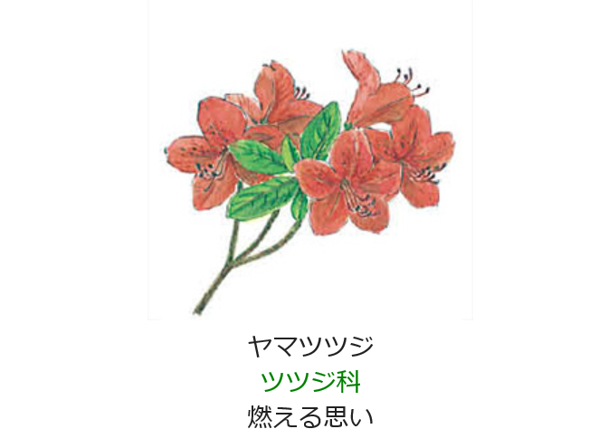 4月22日 誕生日の花と花言葉 ヤマツツジ 元気シニアの呑気日記 4月22日 誕生日の花と花言葉 ヤマツツジ 元気シニアの呑気日記