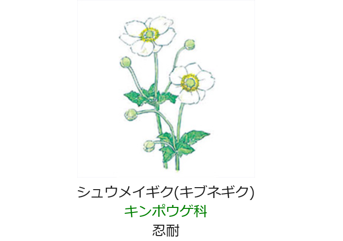 10月12日 誕生日の花と花言葉 シュウメイギク 元気シニアの呑気日記