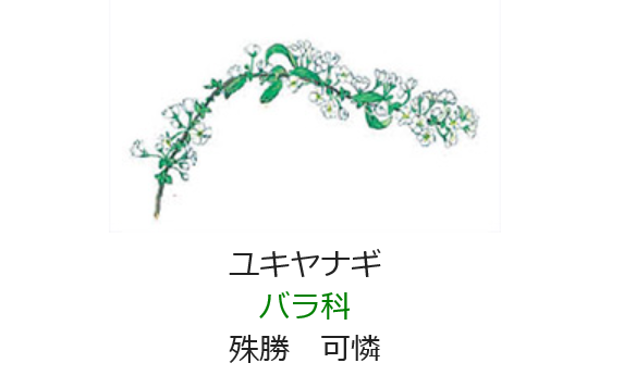 3月13日 誕生日の花と花言葉 ユキヤナギ 元気シニアの呑気日記 3月13日 誕生日の花と花言葉 ユキヤナギ 元気シニアの呑気日記