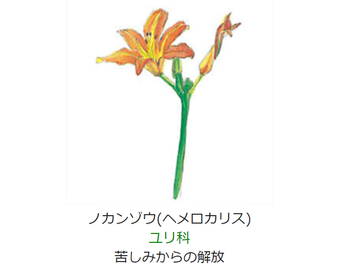 7月4日 誕生日の花と花言葉 ノカンゾウ ヘメロカリス 元気シニアの呑気日記