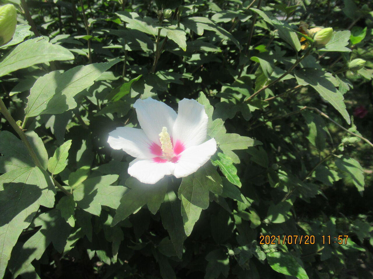 元気シニアの呑気日記 7月26日 誕生日の花と花言葉 ムクゲ