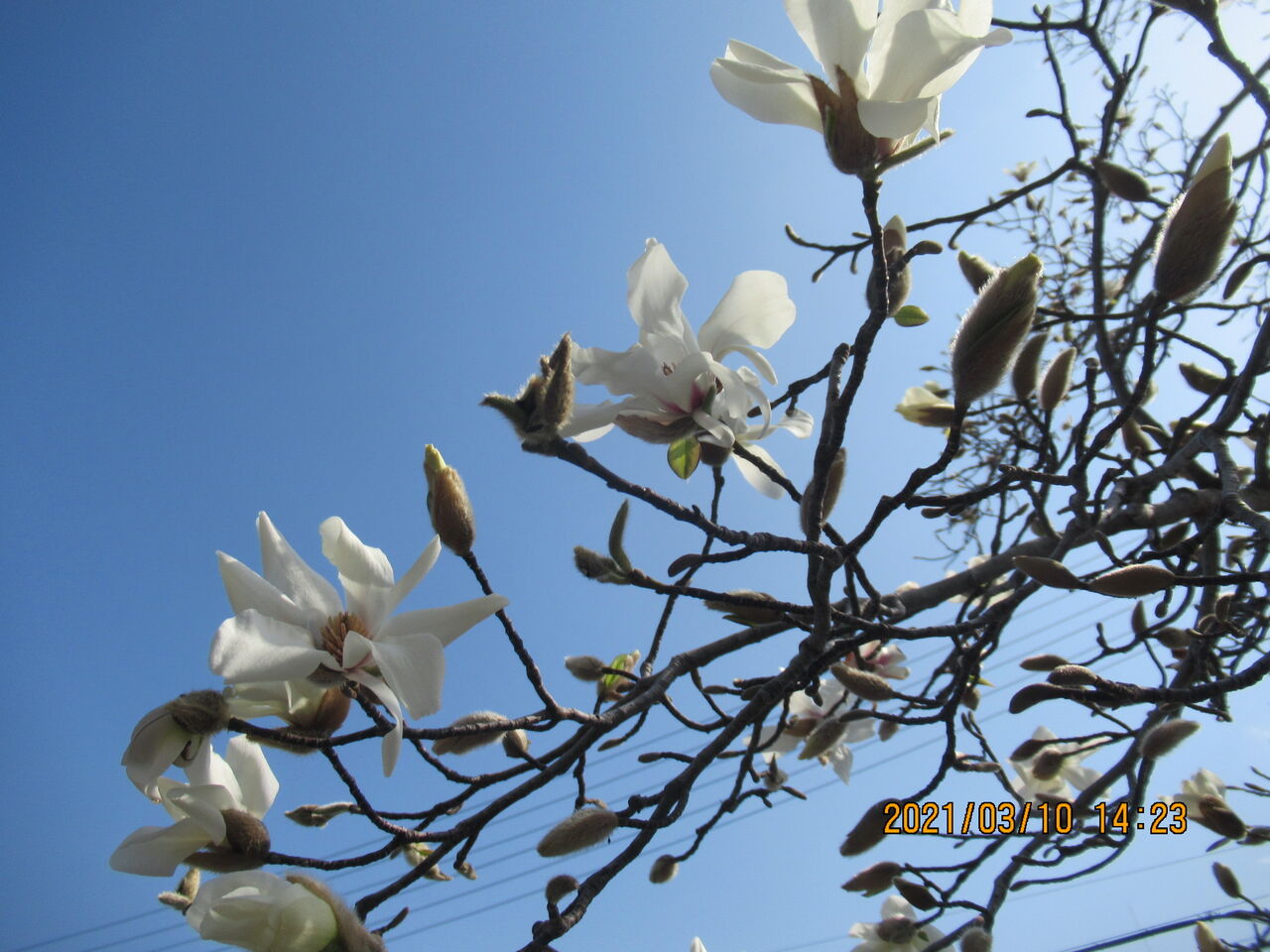 3月8日 誕生日の花と花言葉 コブシ 元気シニアの呑気日記