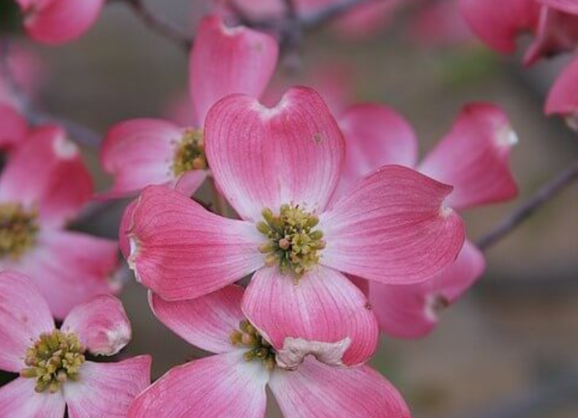 5月4日 誕生日の花と花言葉 ハナミズキ アメリカヤマボウシ 花言葉 元気シニアの呑気日記