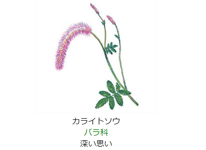 7月13日 誕生日の花と花言葉 カライトソウ 元気シニアの呑気日記 7月13日 誕生日の花と花言葉 カライトソウ 元気シニアの呑気日記