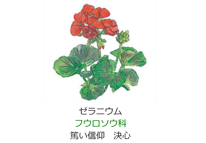 元気シニアの呑気日記 5月8日 誕生日の花と花言葉 ゼラニウム