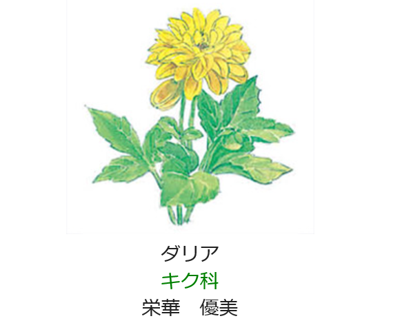10月11日誕生日の花と花言葉 ダリア 元気シニアの呑気日記