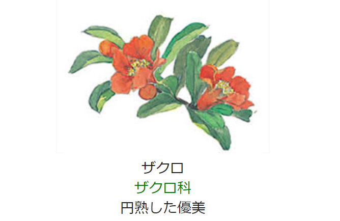 6月26日 誕生日の花と花言葉 ザクロ 元気シニアの呑気日記